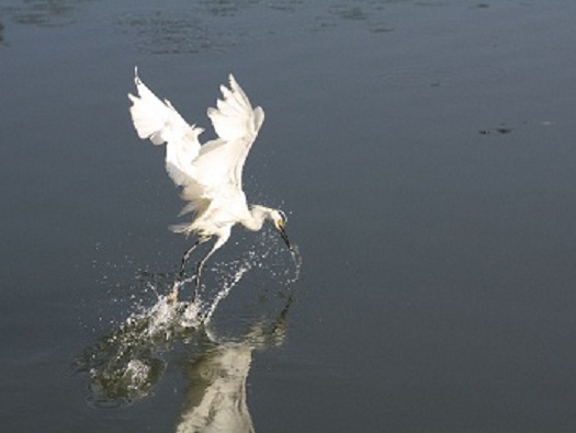 The Birds on Sand Key The Birds on Sand Key