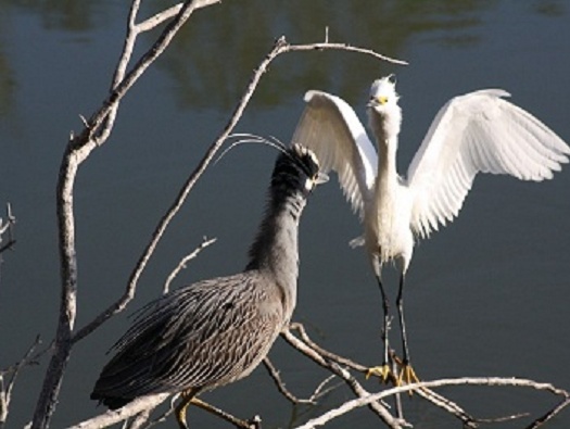 The Birds on Sand Key